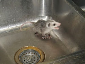 Funny animals of the week - 7 March 2014 (40 pics), cute baby possum in the sink