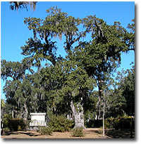 Bonaventure Cemetery