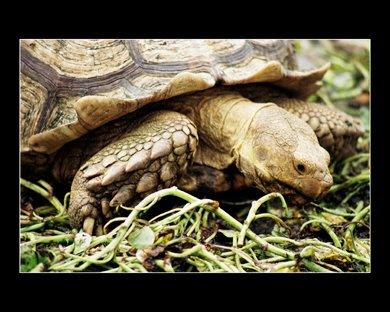 A Sulcata tortoise