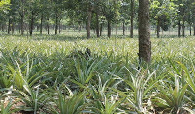 ধ্বংসের পথে সন্তোষপুর রাবার বাগান : বেহাত হচ্ছে জমি 