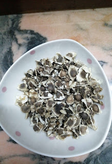 moringa oleifera seeds