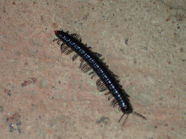 Paradoxosomatidae
