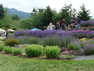 Sequim Lavender Rock Garden