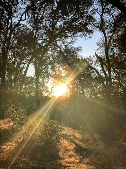 sun glare shining through oak trees on first morning of fall 2020