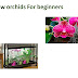 how to grow orchids For beginners