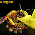 Loại virus thảm sát loài ong mật rừng ở Mỹ