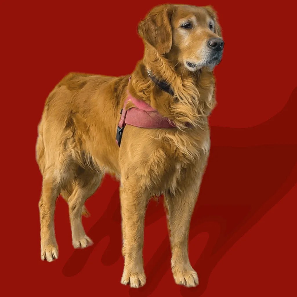 information about Golden Retrievers a