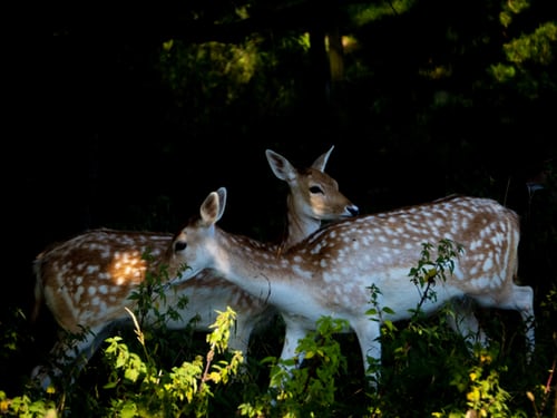 Bambi.