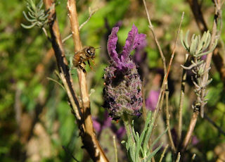 Bee Zeroing in on Lavender Blossom