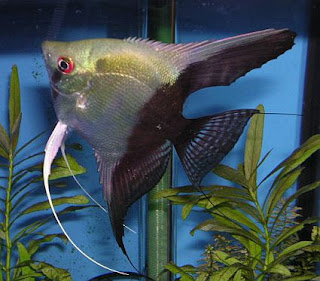 Half Black Angelfish