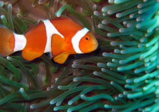 nemo fish under sea wallpaper picture animal pets