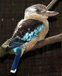 2D: KOOKABURRA