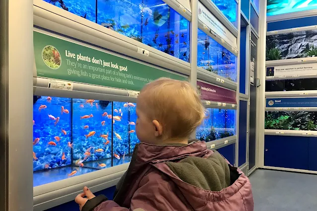 Toddler looking at the fish at Pets at Home in Loughton