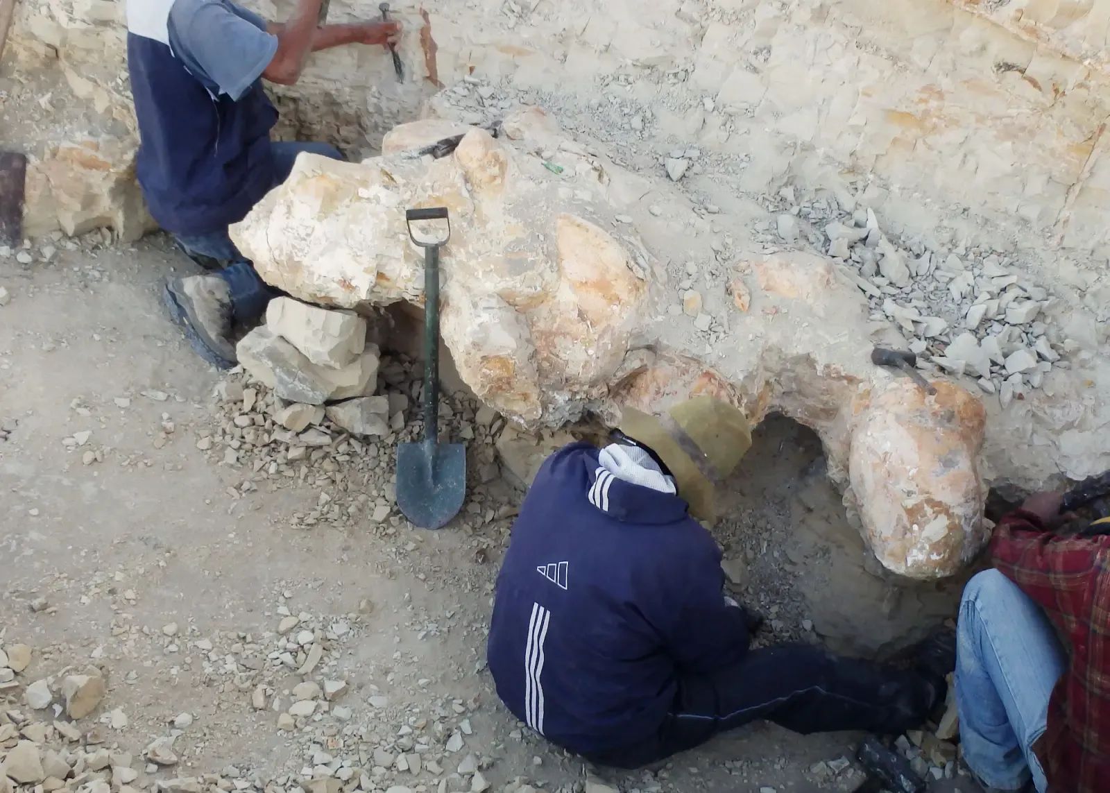 Digging up massive fossils from the creature in the Peruvian desert over the past decade.