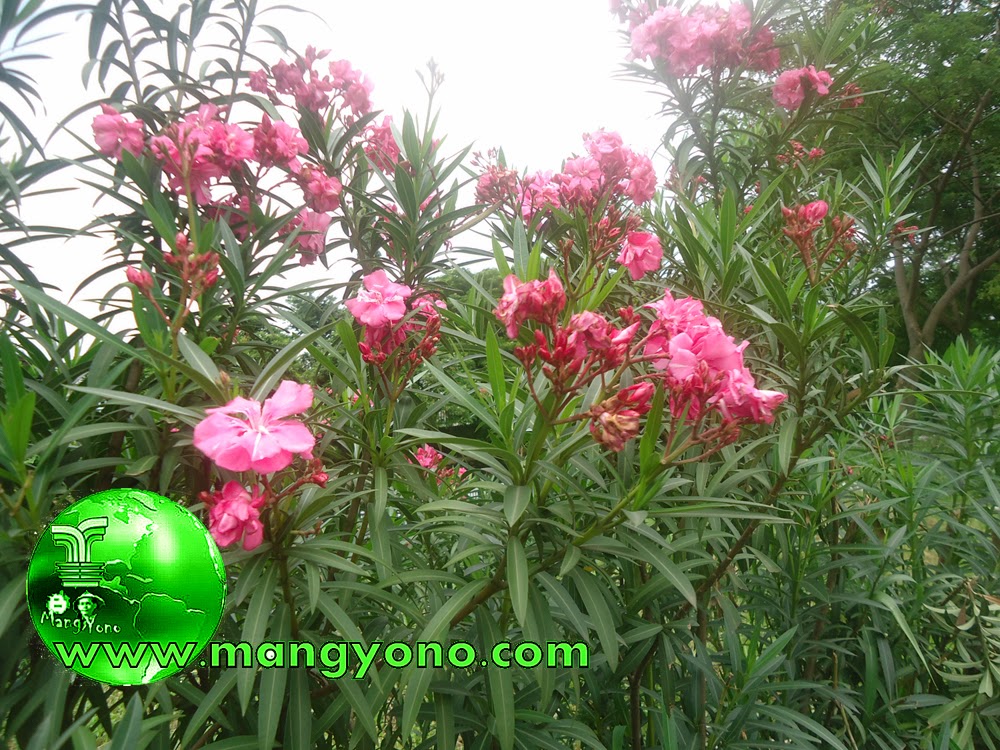  Tanaman  Bunga  Oleander tanaman  yang mematikan Blog Mang Yono