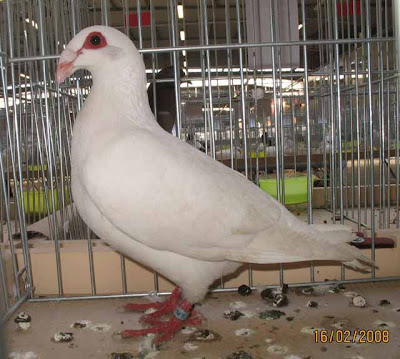 Spanish Bagdad Pigeon