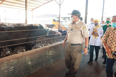 Gubernur Lampung Tinjau Peternakan dan  Penggemukan Sapi di Jabung