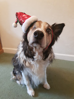 Sable and white Border Collie with one eye wearing a Christmas hat looking at the camera