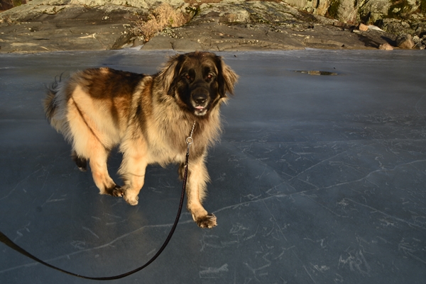 leonberger