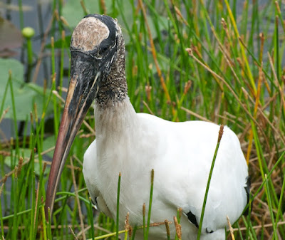 Wood Stork (Mycteria americana)