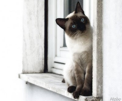 A Siamese cat always wants to