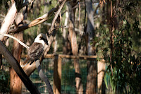 kookaburra