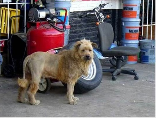 simba2