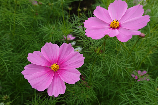 鳥取県西伯郡南部町鶴田　とっとり花回廊　秘密の花園