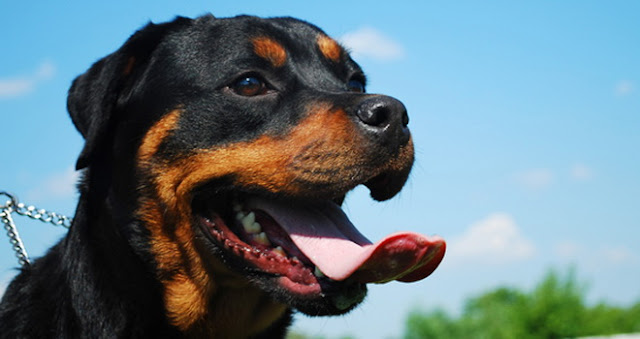 most aggressive dog breeds