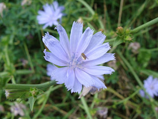 Blue Lettuce flower