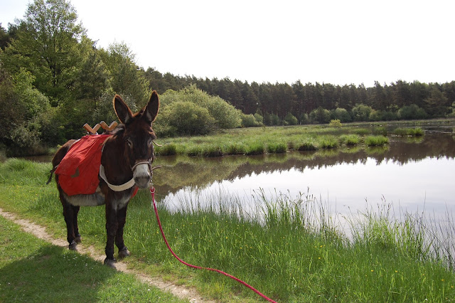 Hiking with donkeys in Loire Valley children kids