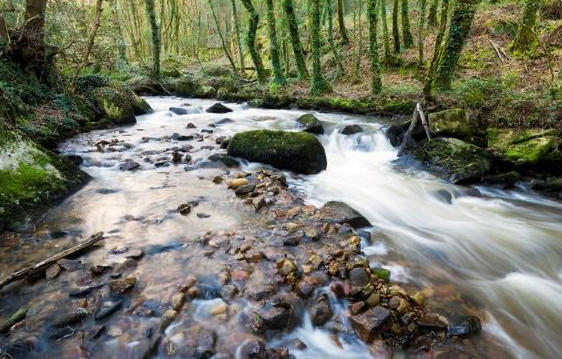 Wild water at the Luxulyan valley