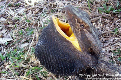 Photo of the Australian Bearded Dragon Lizard with it's mouth wide open and the lizard's frill out