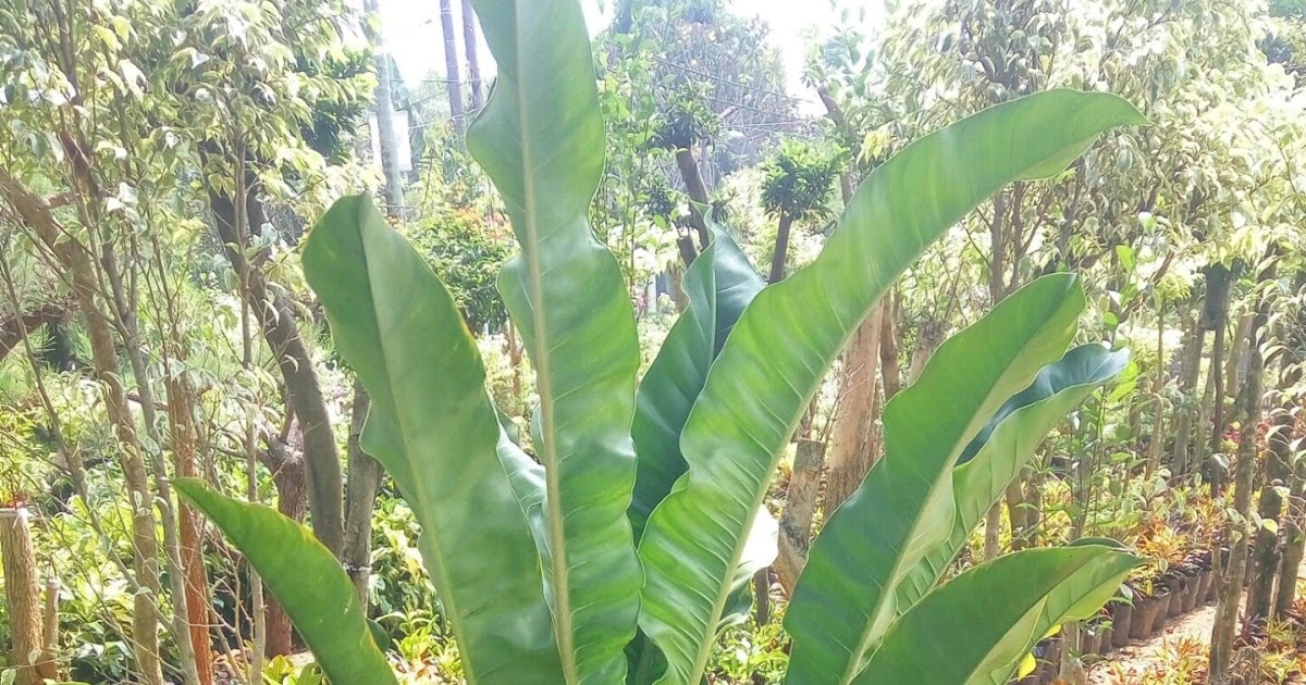 Jual Pohon Philo Pisang Harga pohon Philo Pisang Jual Jual Pohon Philo Pisang Harga pohon Philo Pisang Jual
