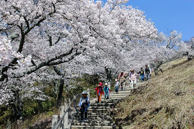 Cherry Blossom in Mount Wakasayama, Nara