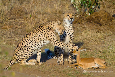 Luar biasa Persahabatan antara Hewan Cheetah dan Impala