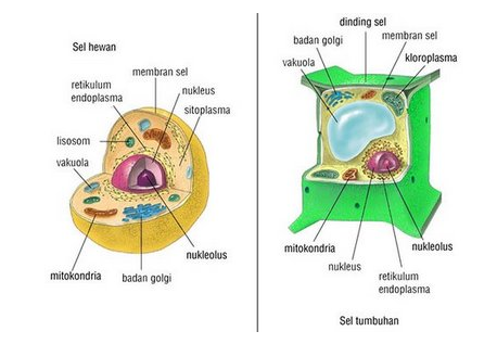 Science is My Life Soal dan Jawaban Biologi Tentang Sel  