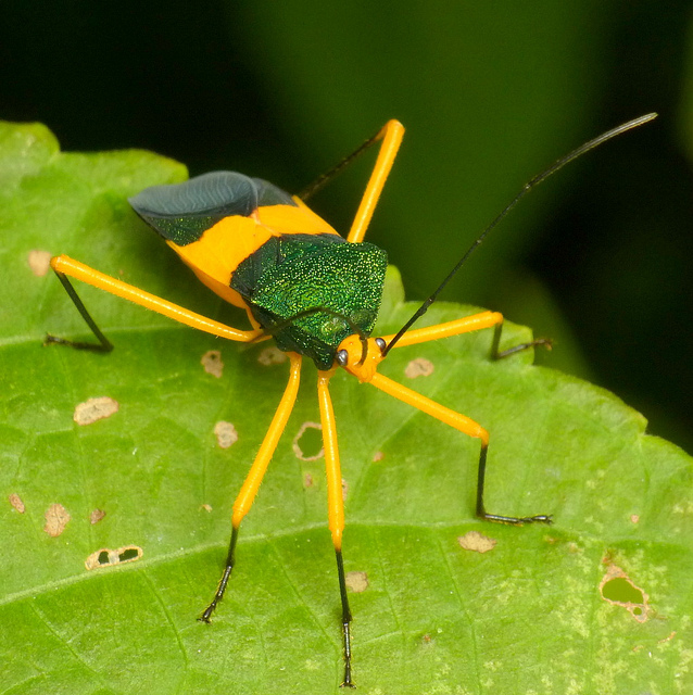 Incríveis fotografias de insetos em Macro