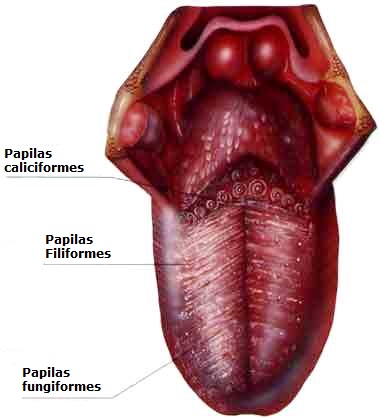 Imagen de la lengua humana y sus papilas