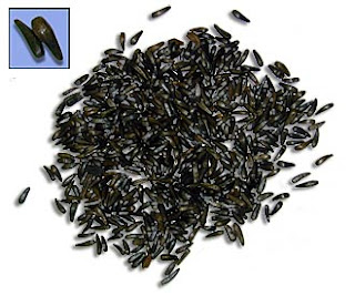 jinten hitam, habbatussauda, herbal