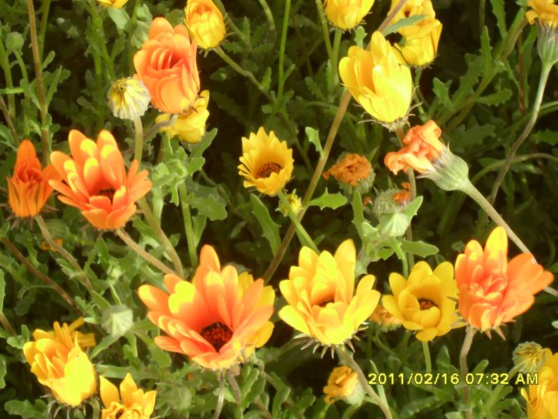 types of yellow flowers names Yellow Flowers Winter Season | 800 x 600