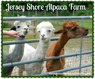 Jersey Shore Alpaca Farm in Cape May, New Jersey