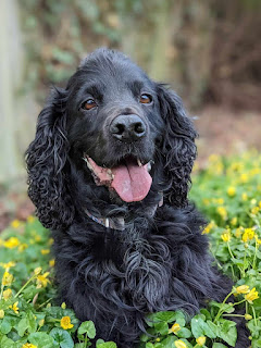 Head shot of Boris the Black Cocker Spaniel looking at the camera whilst laying amongst some Buttercups in front of a wooden fence