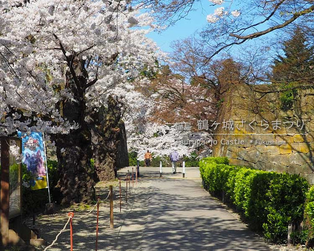 鶴ヶ城の桜がすごい！(3) 二の丸エリア