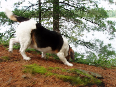 Mungo Says Bah! Camping, hiking, bushcraft, camping, algonquin park, nature, flora, fungus, woodcraft