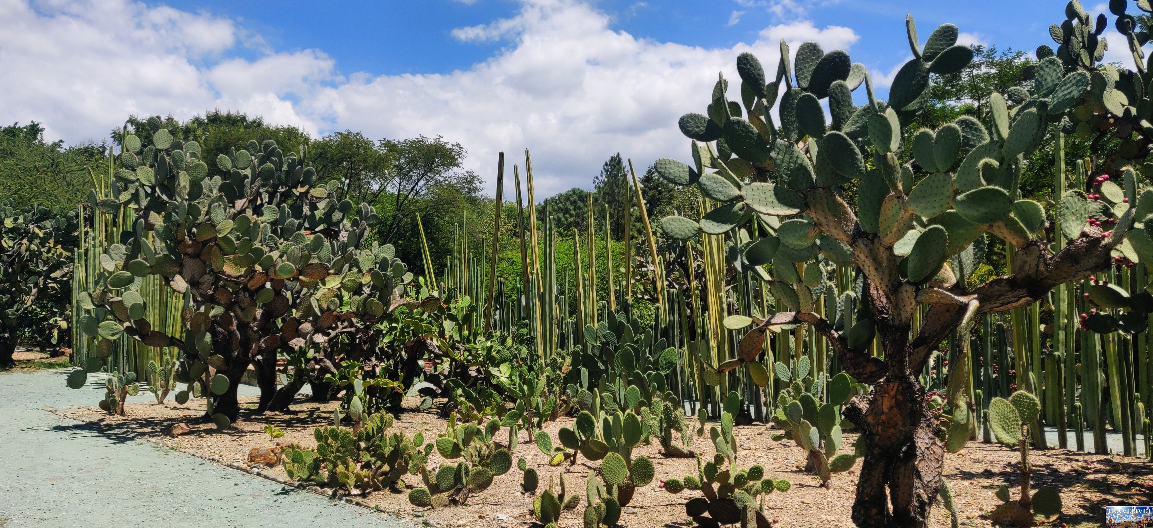 2023 Jardín Etnobotánico de Oaxaca