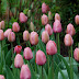 Pink tulips flowers.