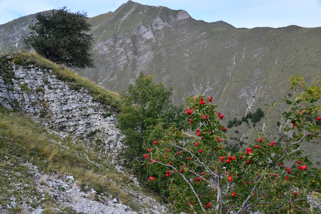 SENTIERO DEL FARGNO VEGETAZIONE