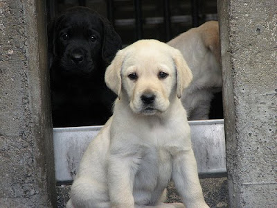 A cute yellow Lab puppy