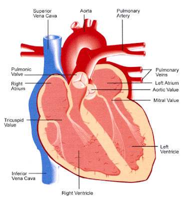 human heart diagram with labels. circulatory system diagram